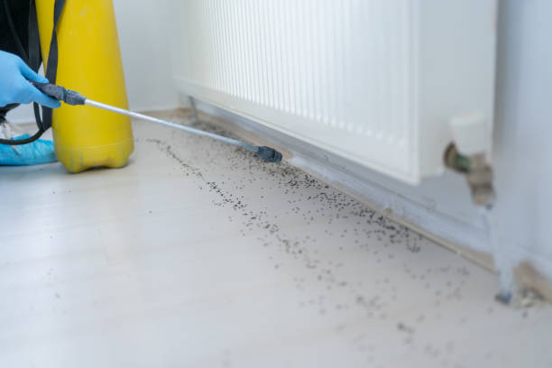 Best Termite Control Services  in Anacortes, WA